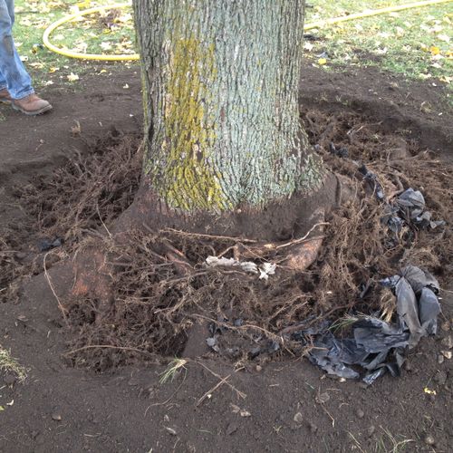 Roots of a Norway Maple after exposing them with a