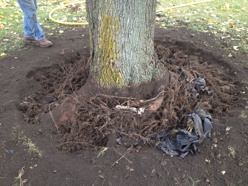 Roots of a Norway Maple after exposing them with a