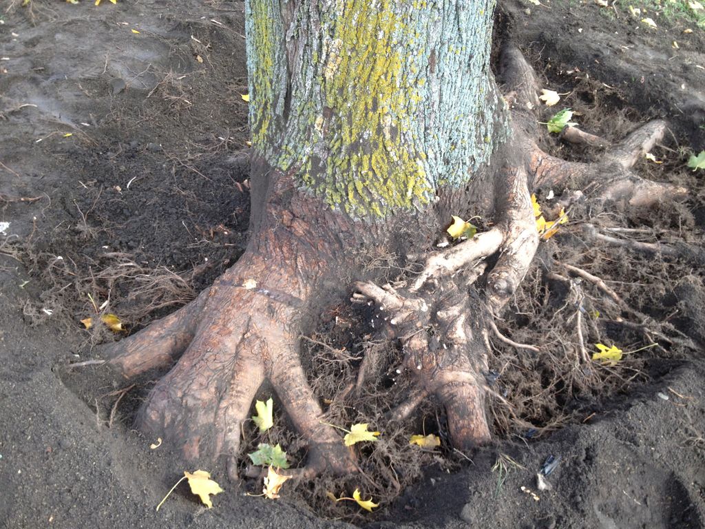 Same Norway Maple, after removing detrimental root