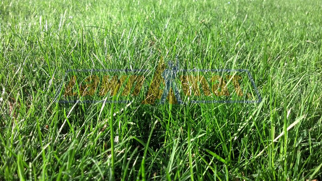 Some happy Lawn A Mat turf!