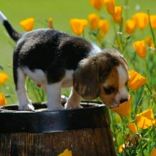 Buttercup the Beagle