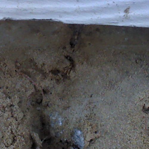 Termite tube