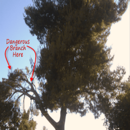 Dangerous Pine Tree - Before