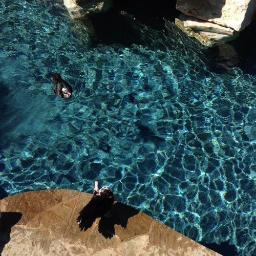 Ducks in the pool. Dripping Springs.