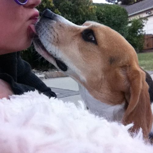 One of my precious beagles , Bella . 