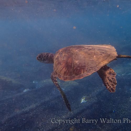 Sea Turtle - Maui