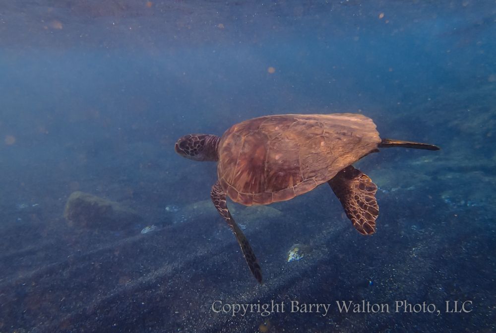 Sea Turtle - Maui