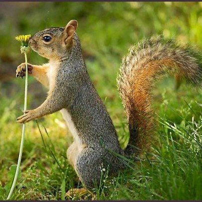 Squirrel