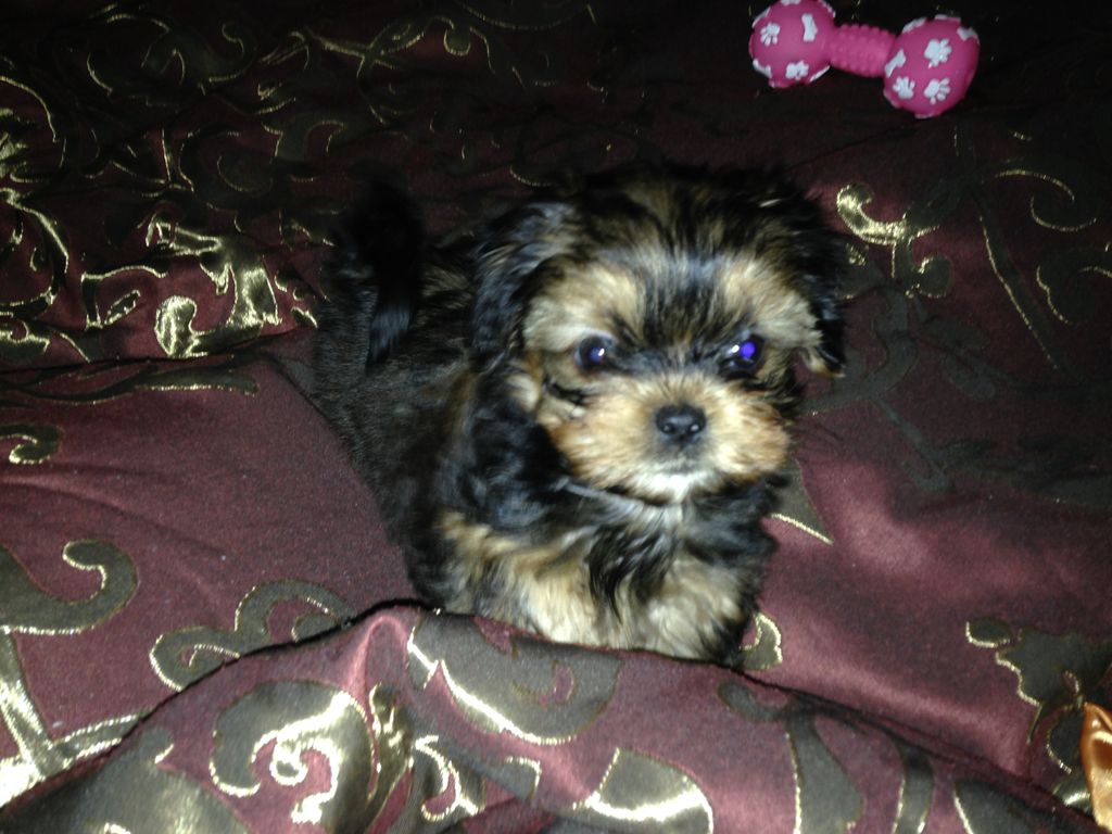 Sophia our precious little baby