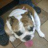 one of my dogs
