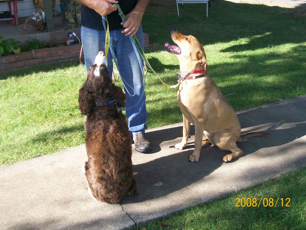 Forrestglenn kennels