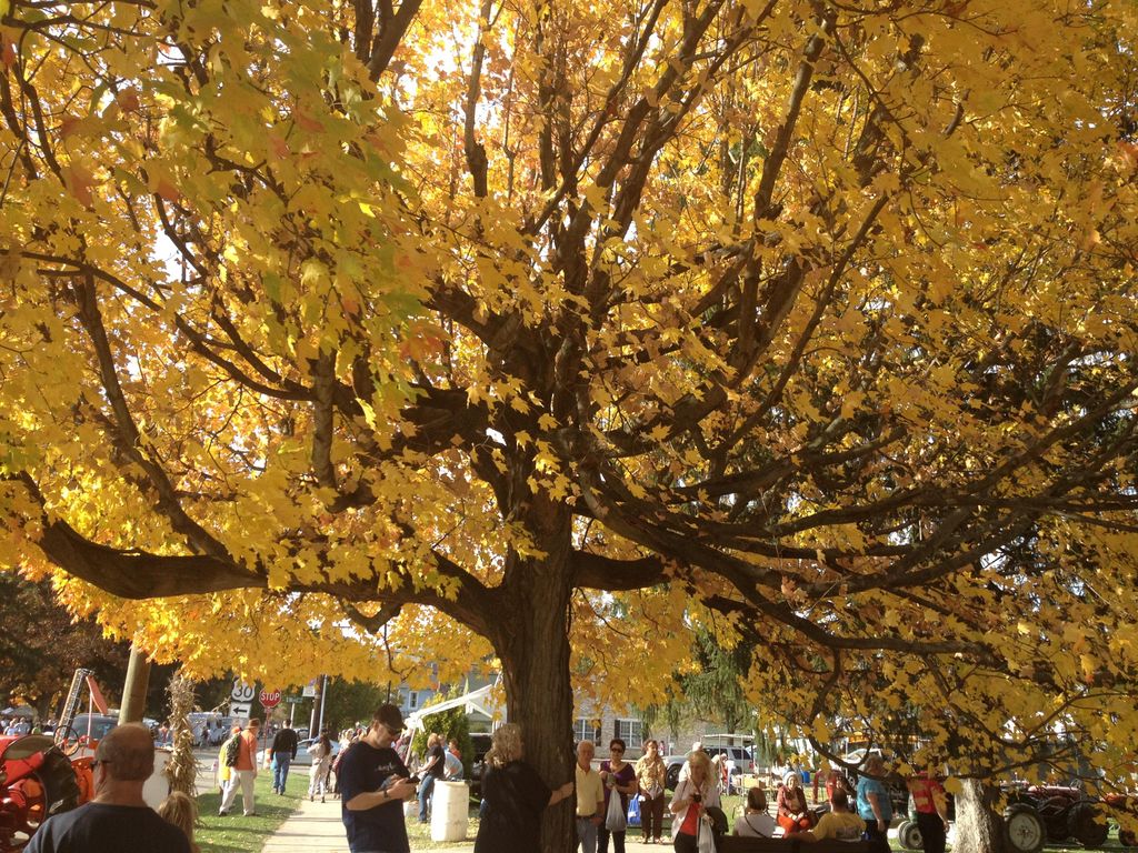 Leaf Blowing- removal
Gutter cleaning