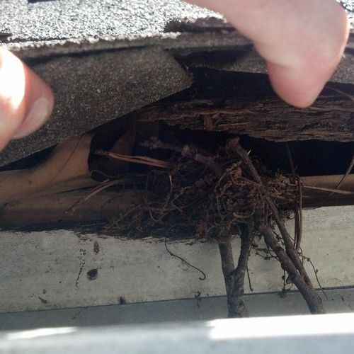 Nesting in soffit