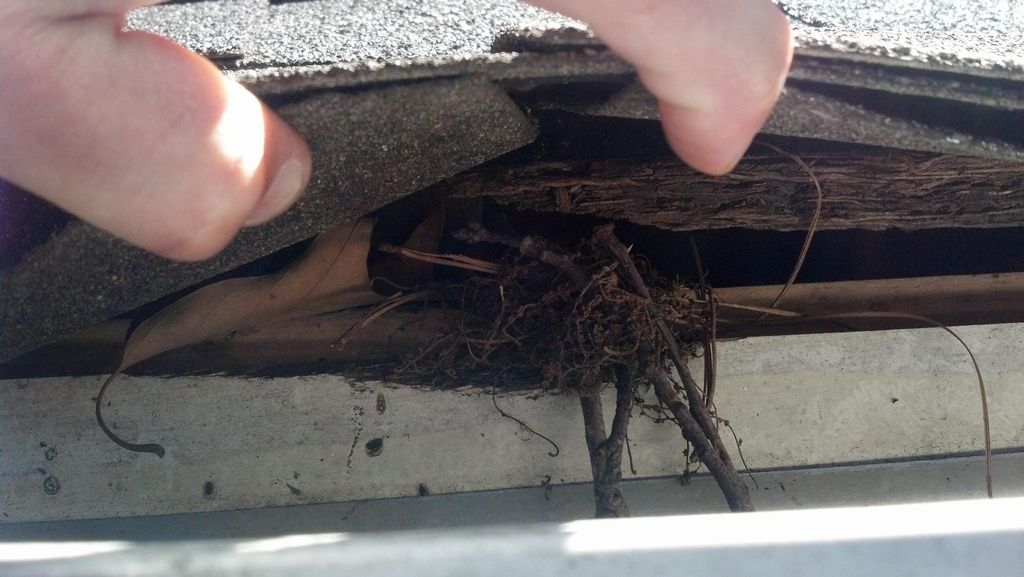 Nesting in soffit