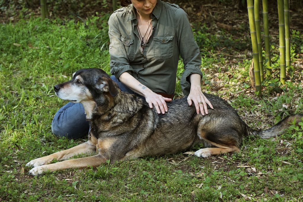 An energy healing for a dog