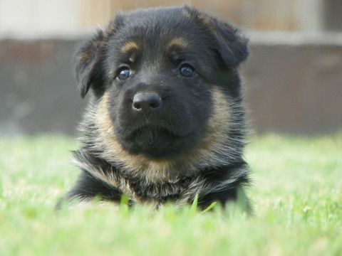 We also have Trained German Shepherd Pups when ava