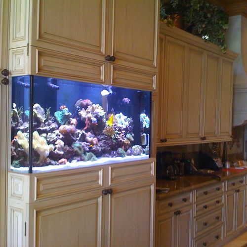 90 gal Reef Aquarium in kitchen
deigned and instal