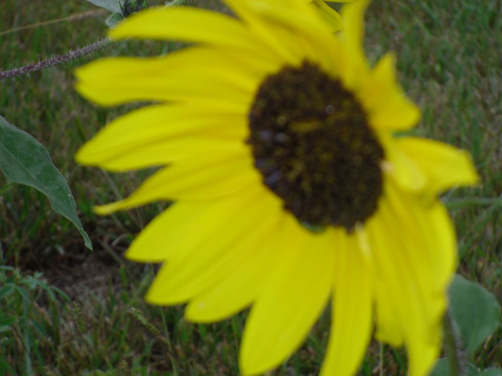 Sunflower!