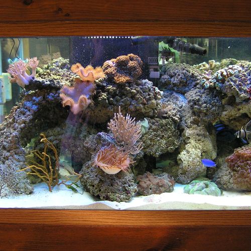 75 gal. reef aquarium