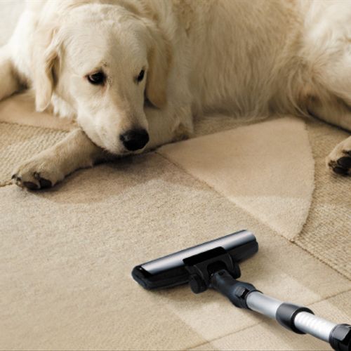 Pet Stain Removal