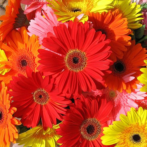 Gerbera Daisys for any occasion
