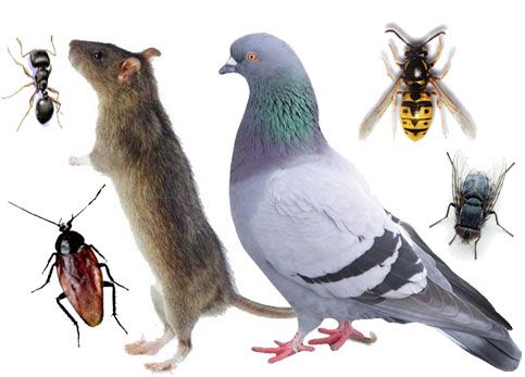 There is no pest problem we can't handle!

We have