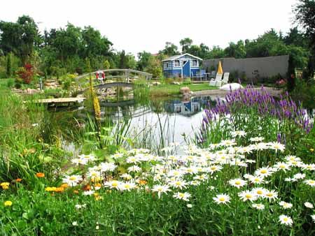 BioNova natural pool - plant regeneration zone