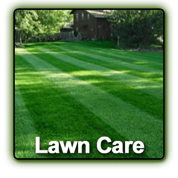 LAWN CARE - An inspection of lawns for insects, di