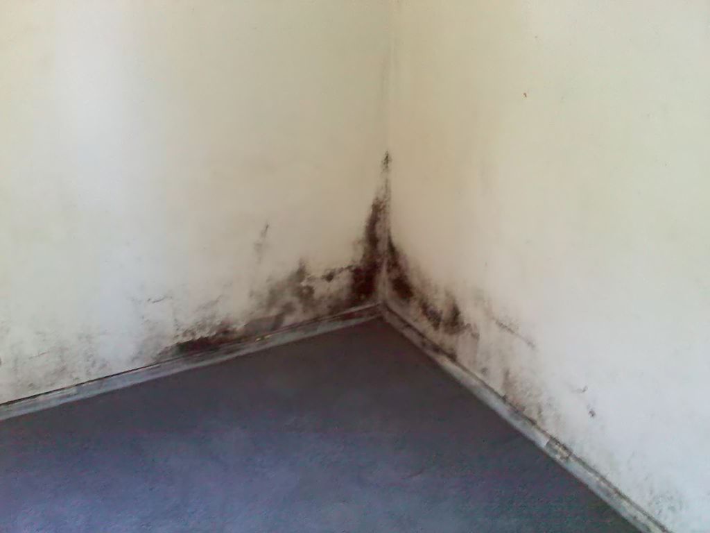 Uncleaned residential wall with mold #3