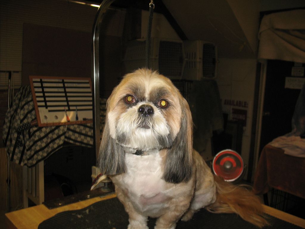 Biscuit after his grooming.