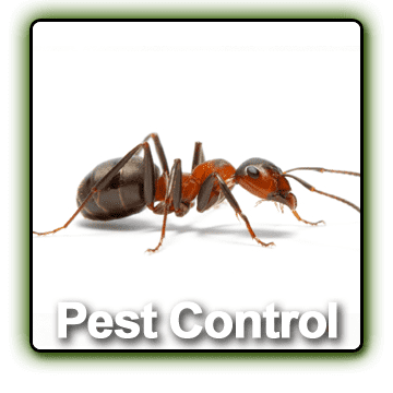 PEST CONTROL - identification of insects and treat