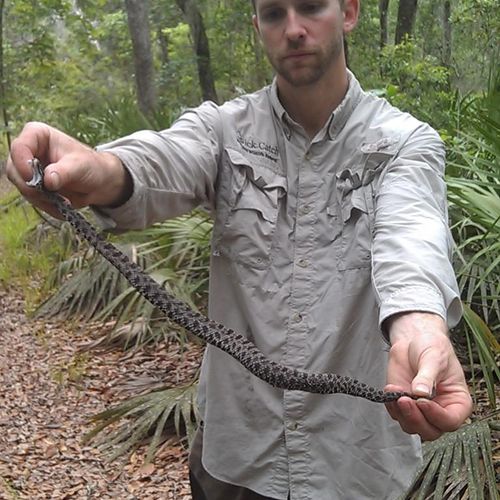 Large pygmy rattlesnake