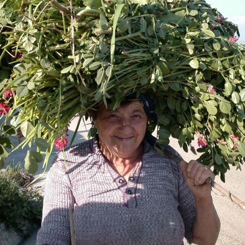 Nonna carrying Fava beans in Southern Italy