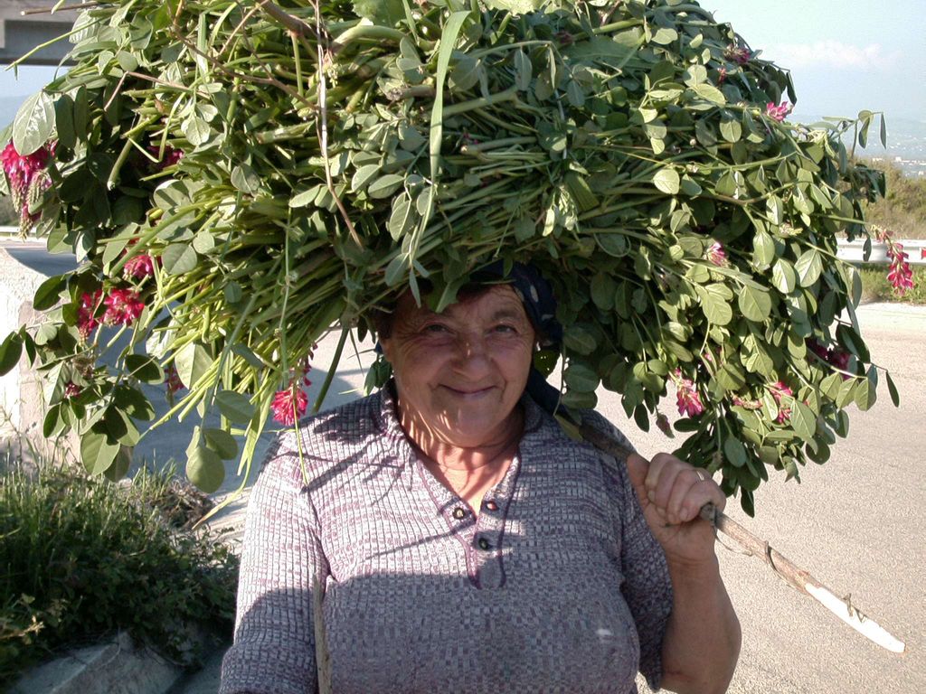 Nonna carrying Fava beans in Southern Italy