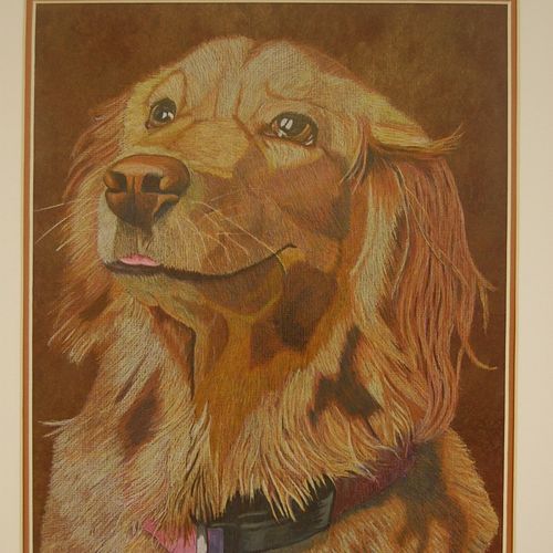Concentration, colored pencil of my Golden Retriev