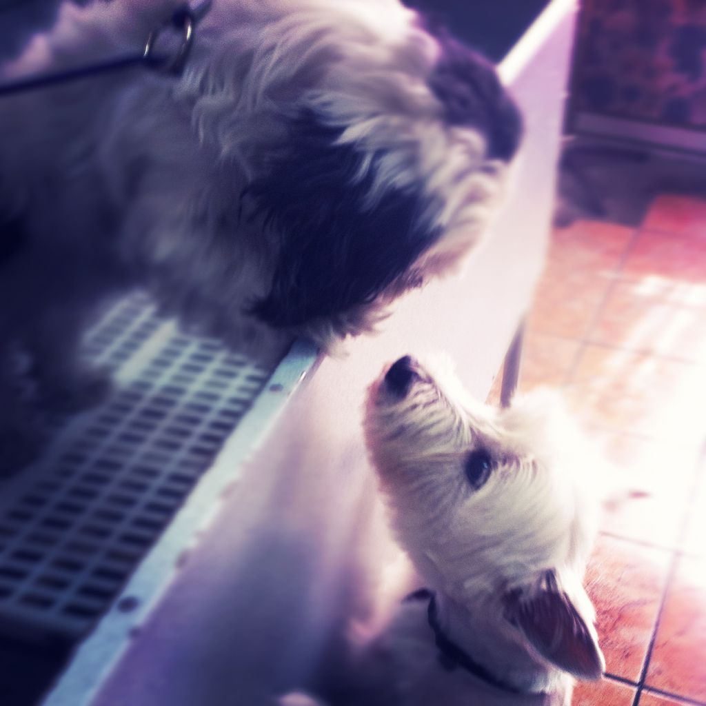shitzhu meets westi