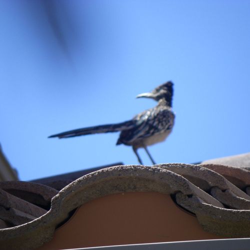 Cool picture of roadrunner on our roof.