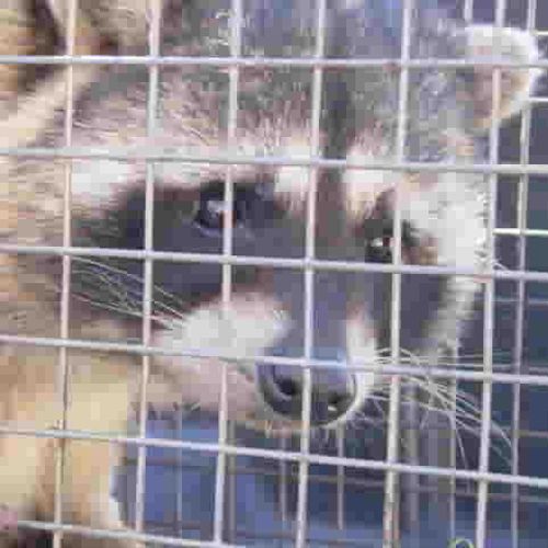 This is a Raccoon that we trapped in Del Mar, San 