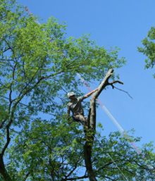 tree removal, tree services, lawn services, lawn m