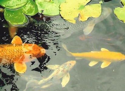 Koi