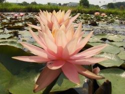 Colorado waterlily, from one of our production pon