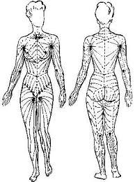 The Lymphatic System of the Human Body.