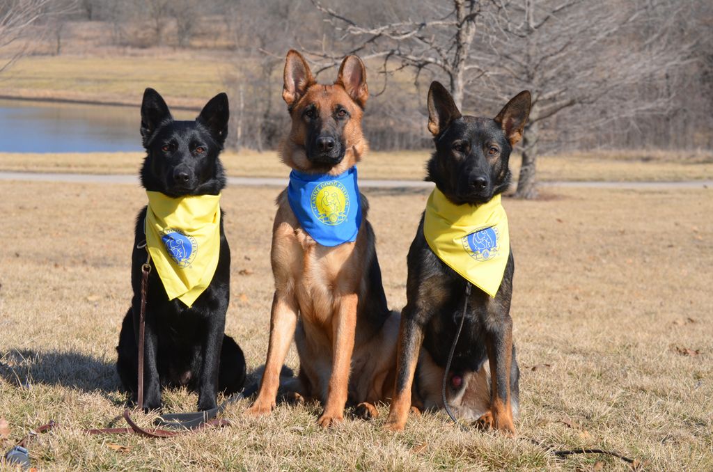 Canine Good Citizen graduates