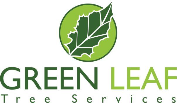 Green Leaf Trees