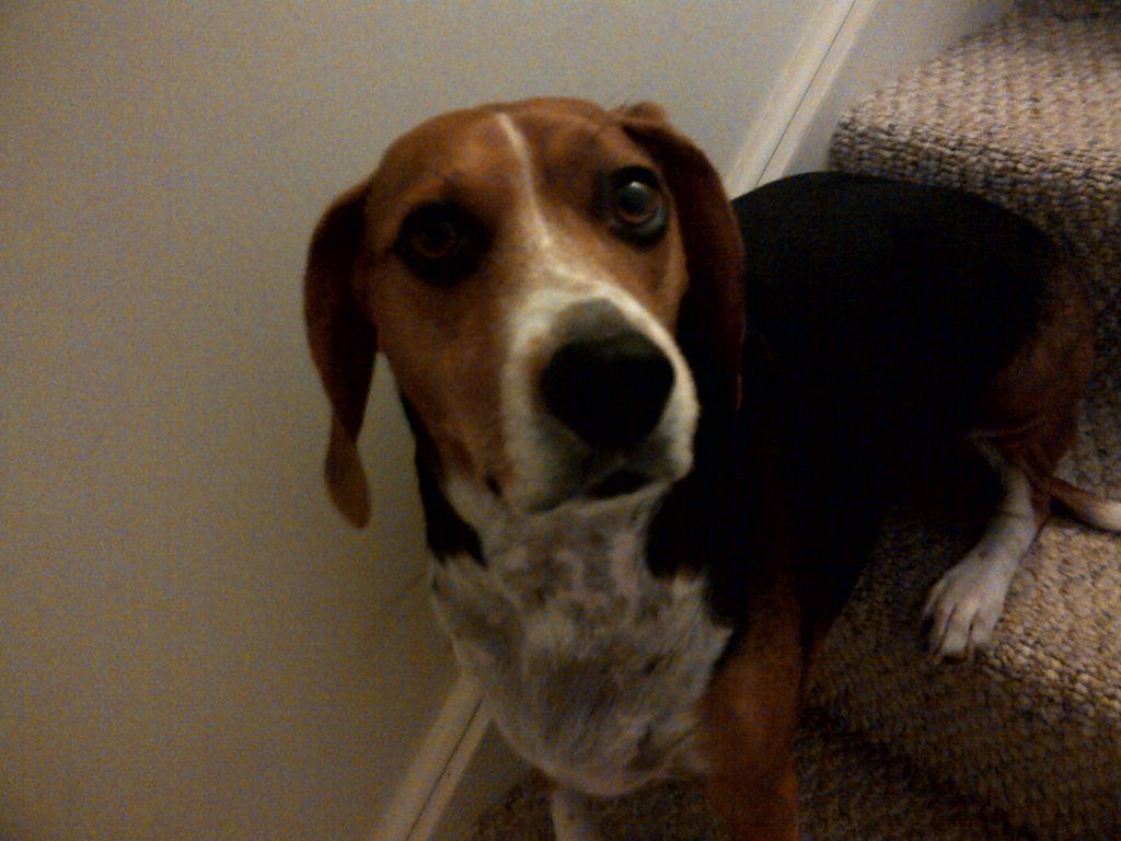 I cannot express how much I love this Boomer! He g