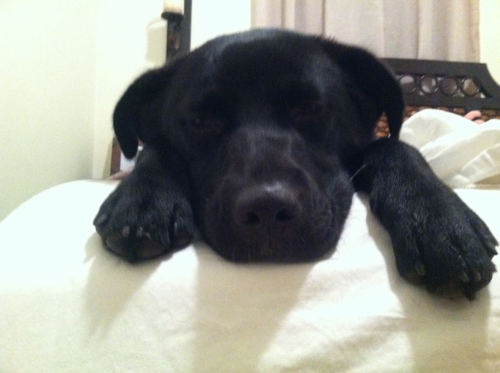 Sleepy puppy
