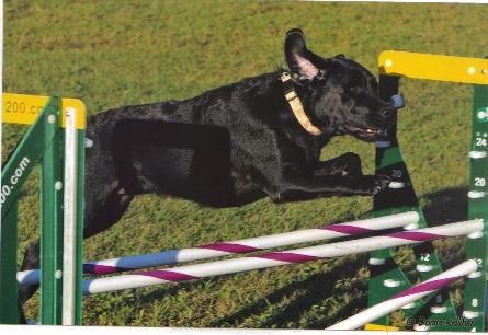 Bo-Gee Agility Training and Dog Sport Center