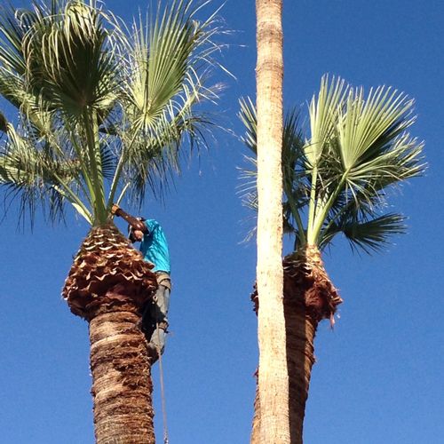 Palm tree trimming service.