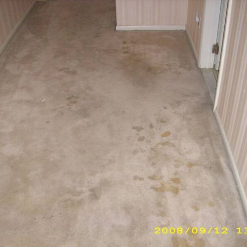 Hallway carpet (BEFORE)