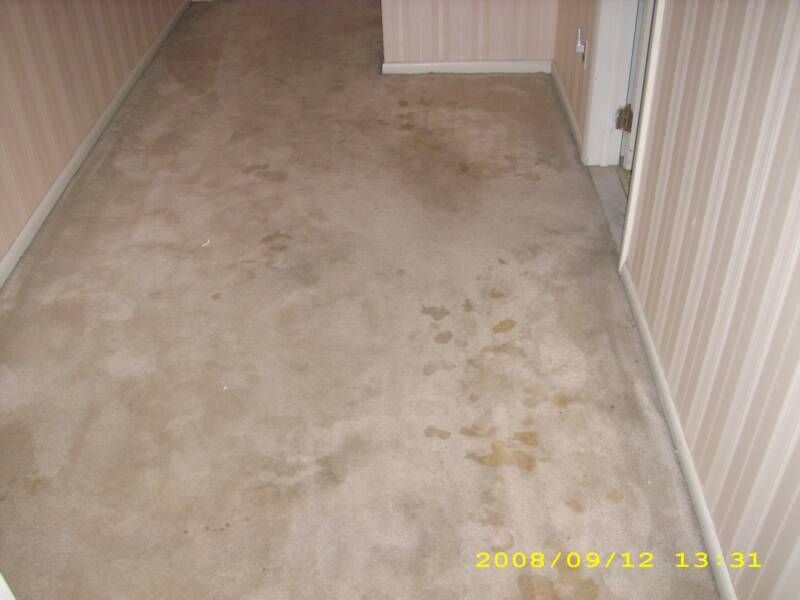 Hallway carpet (BEFORE)